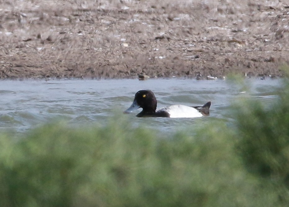 Greater Scaup - ML614530141
