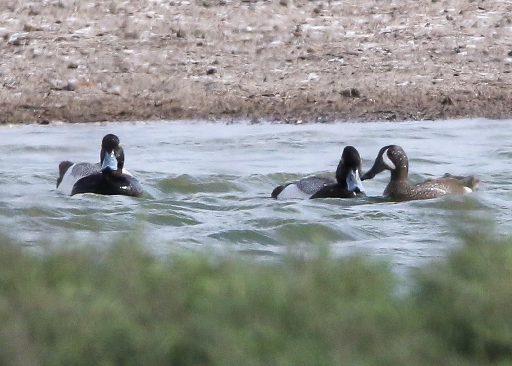Greater Scaup - ML614530142