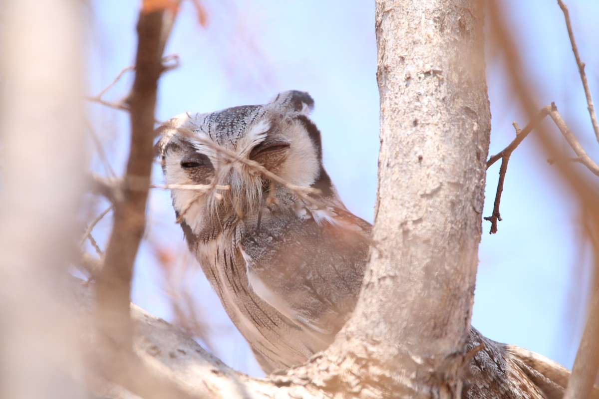 Southern White-faced Owl - ML614530159