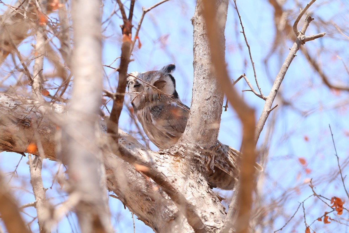 Southern White-faced Owl - ML614530161
