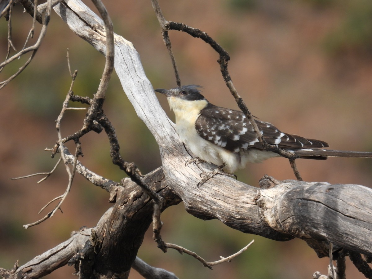 Great Spotted Cuckoo - ML614530206