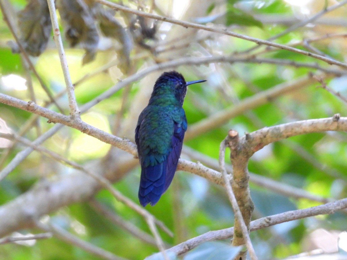 kolibřík safírový (ssp. lactea/zimmeri) - ML614530361