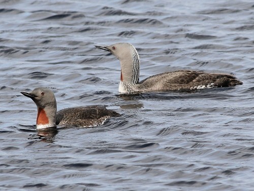 Red-throated Loon - ML614530386