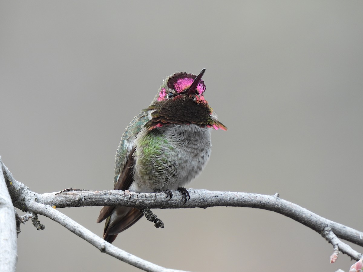 Anna's Hummingbird - Mary Rumple