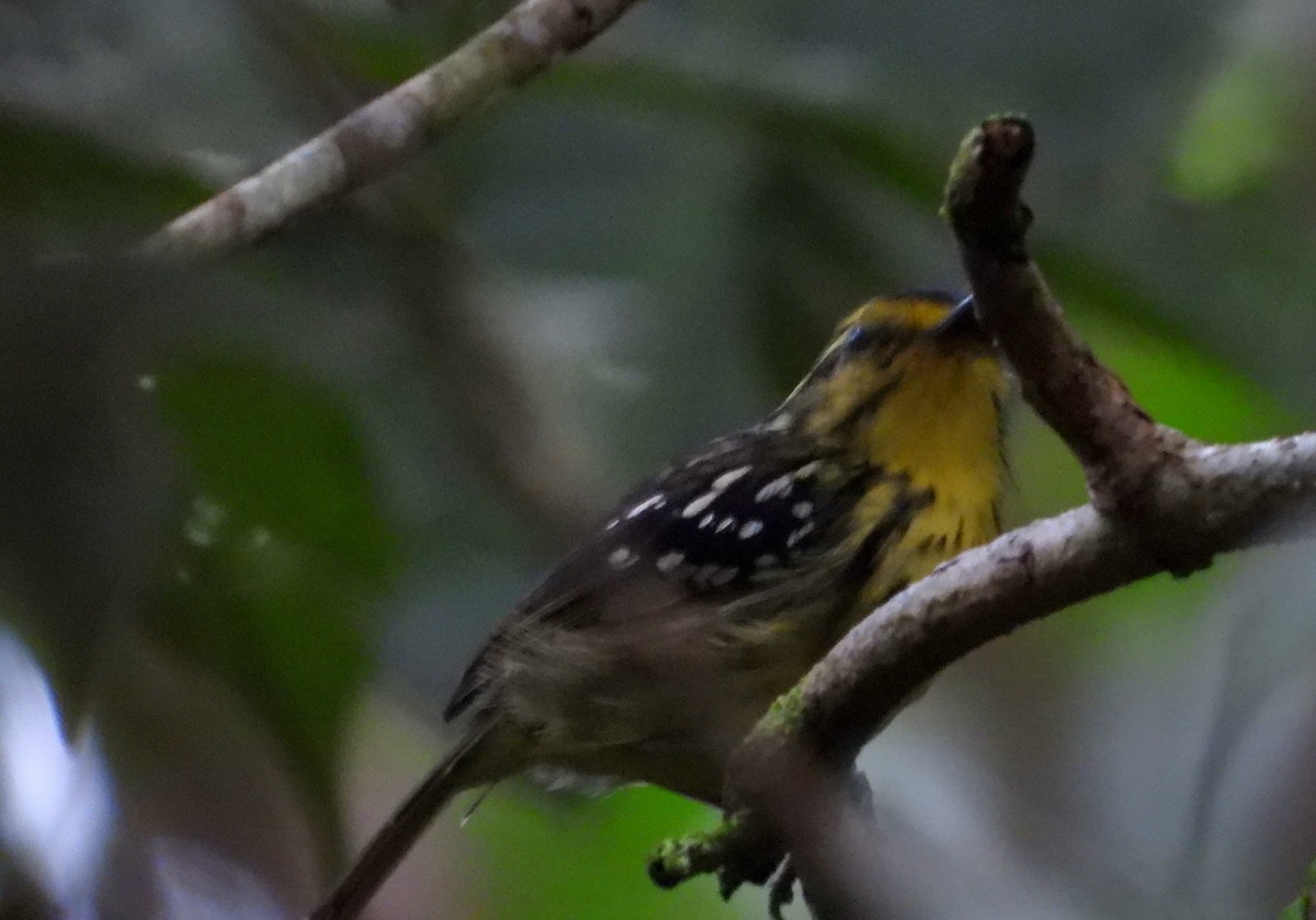 Yellow-browed Antbird - ML614530508