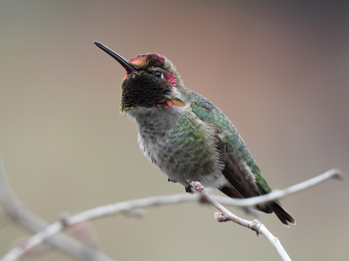 Anna's Hummingbird - ML614530511