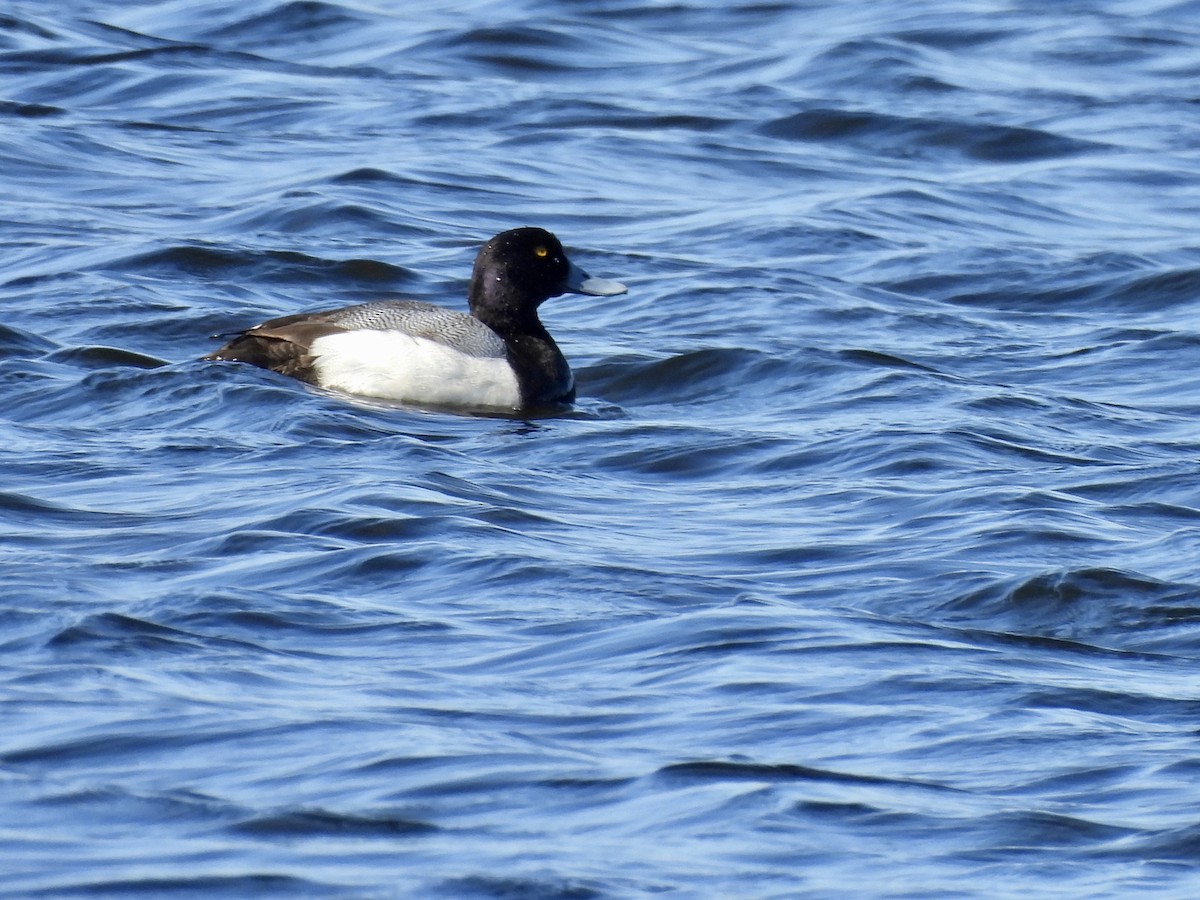 Greater Scaup - ML614530571