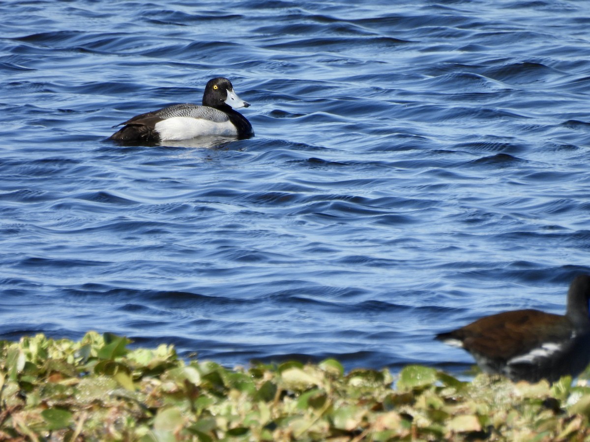 Greater Scaup - ML614530572