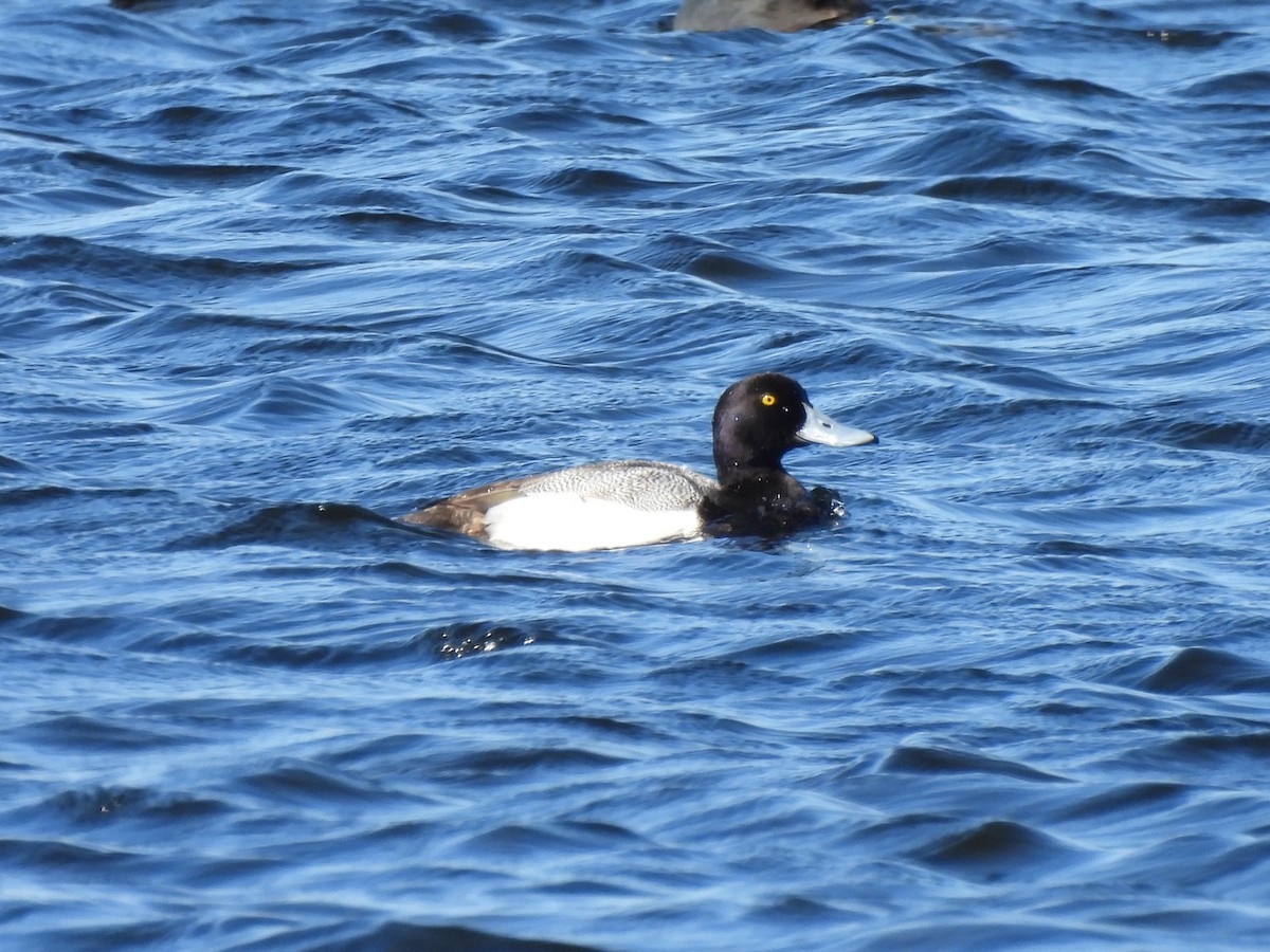 Greater Scaup - ML614530618