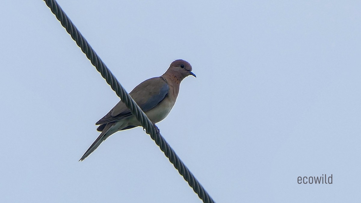 Laughing Dove - ML614530657