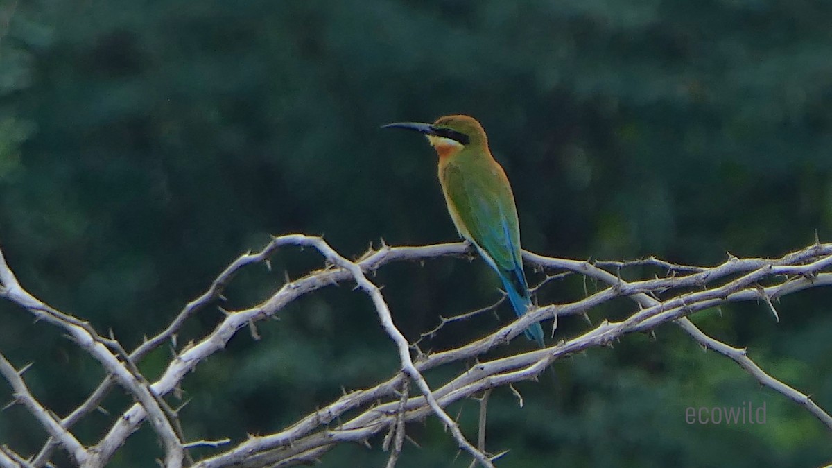 Blue-tailed Bee-eater - ML614530695