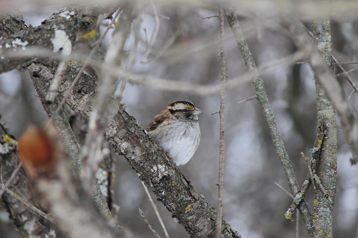 White-throated Sparrow - ML614530894