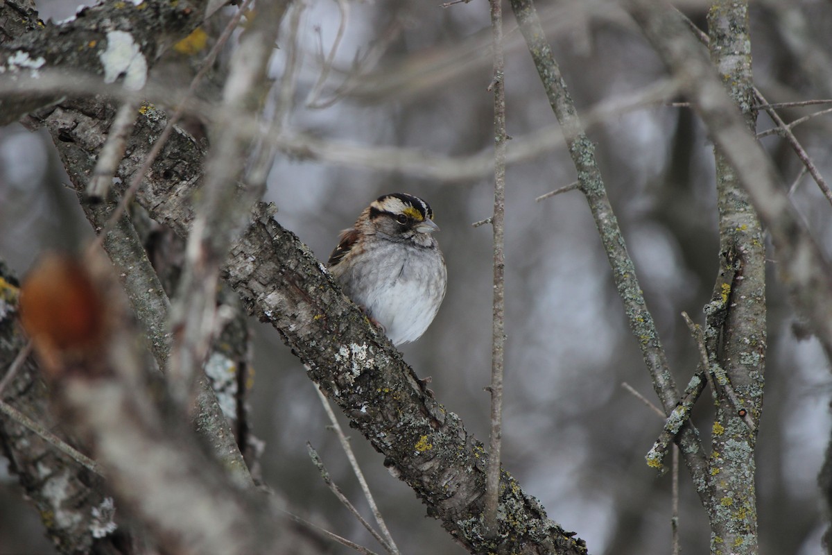 White-throated Sparrow - ML614530919
