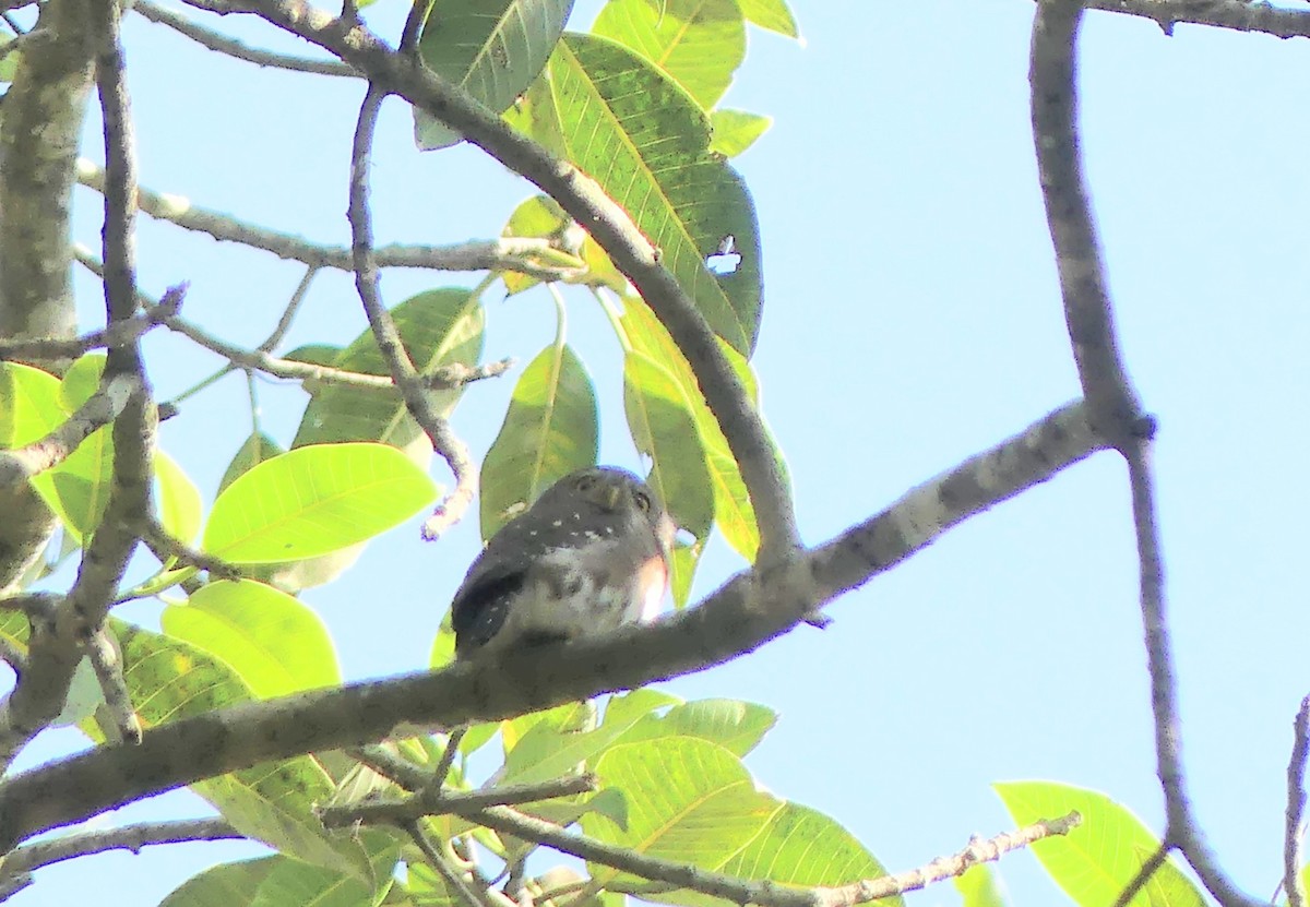 Colima Pygmy-Owl - Dave Busch