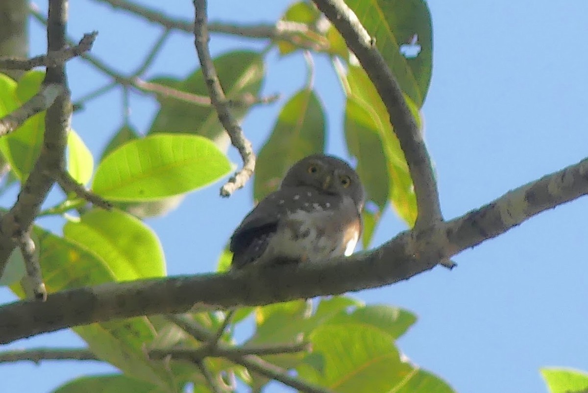 Colima Pygmy-Owl - ML614531066