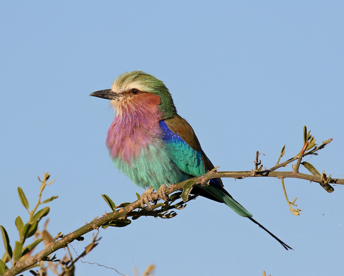 Lilac-breasted Roller - Kenneth Trease