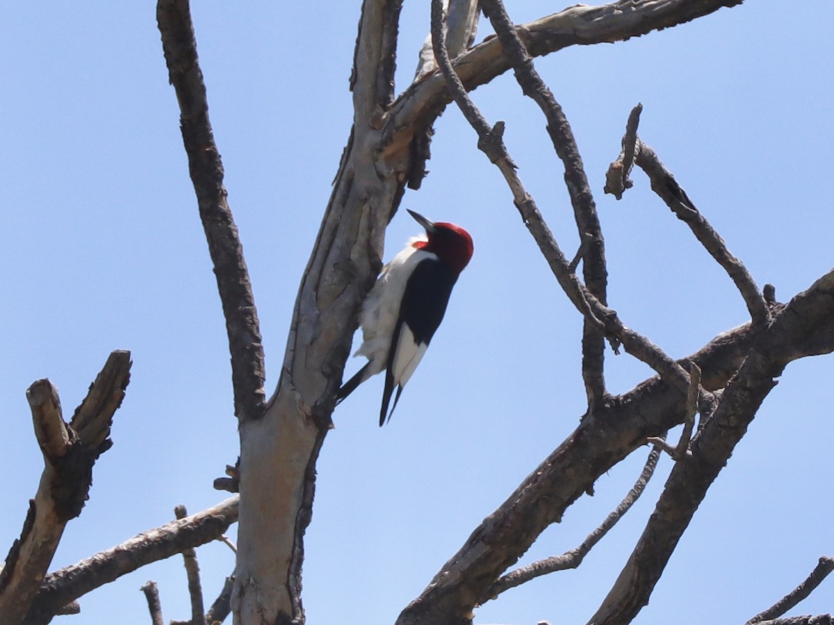 Red-headed Woodpecker - ML614531302