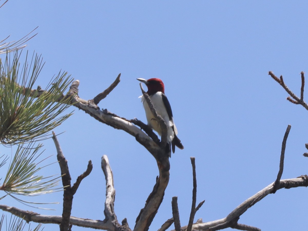 Red-headed Woodpecker - Sarah Spotten