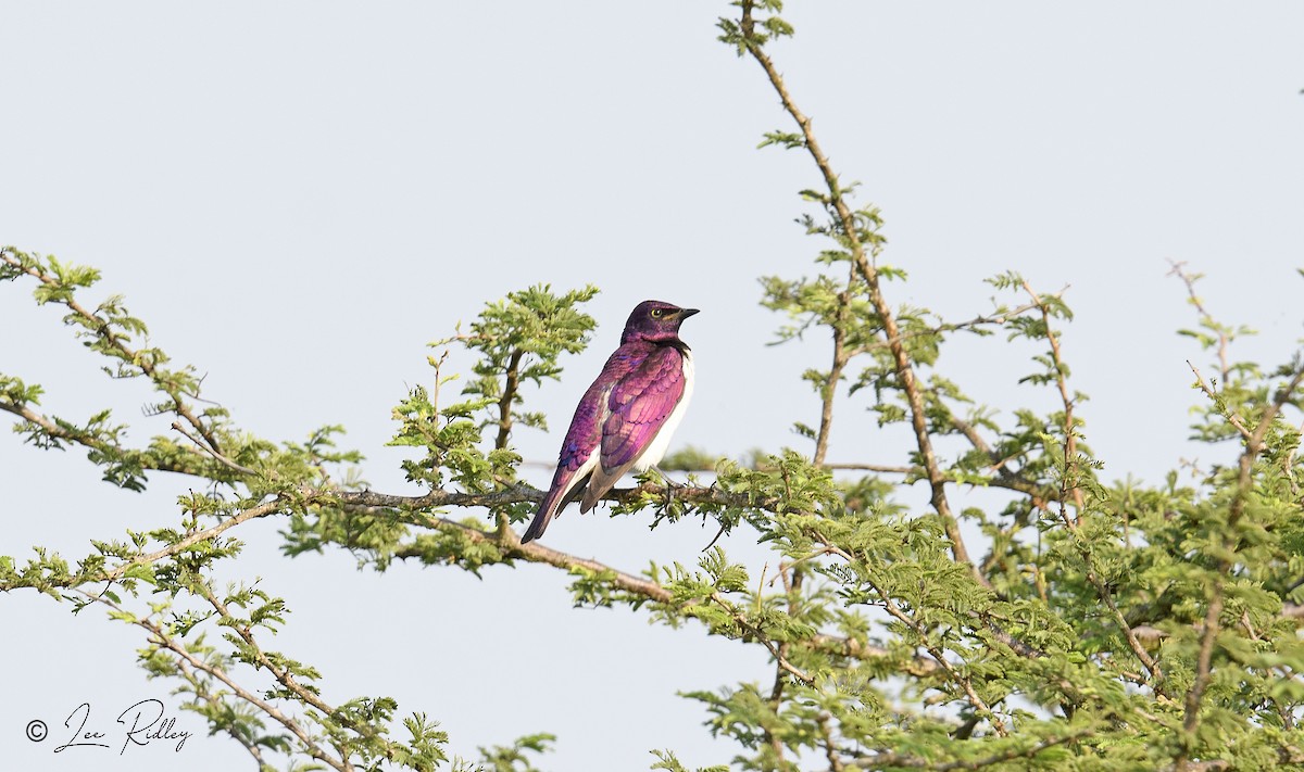 Violet-backed Starling - ML614531346