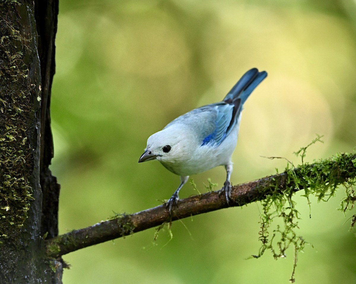 Blue-gray Tanager (Blue-gray) - ML614531456