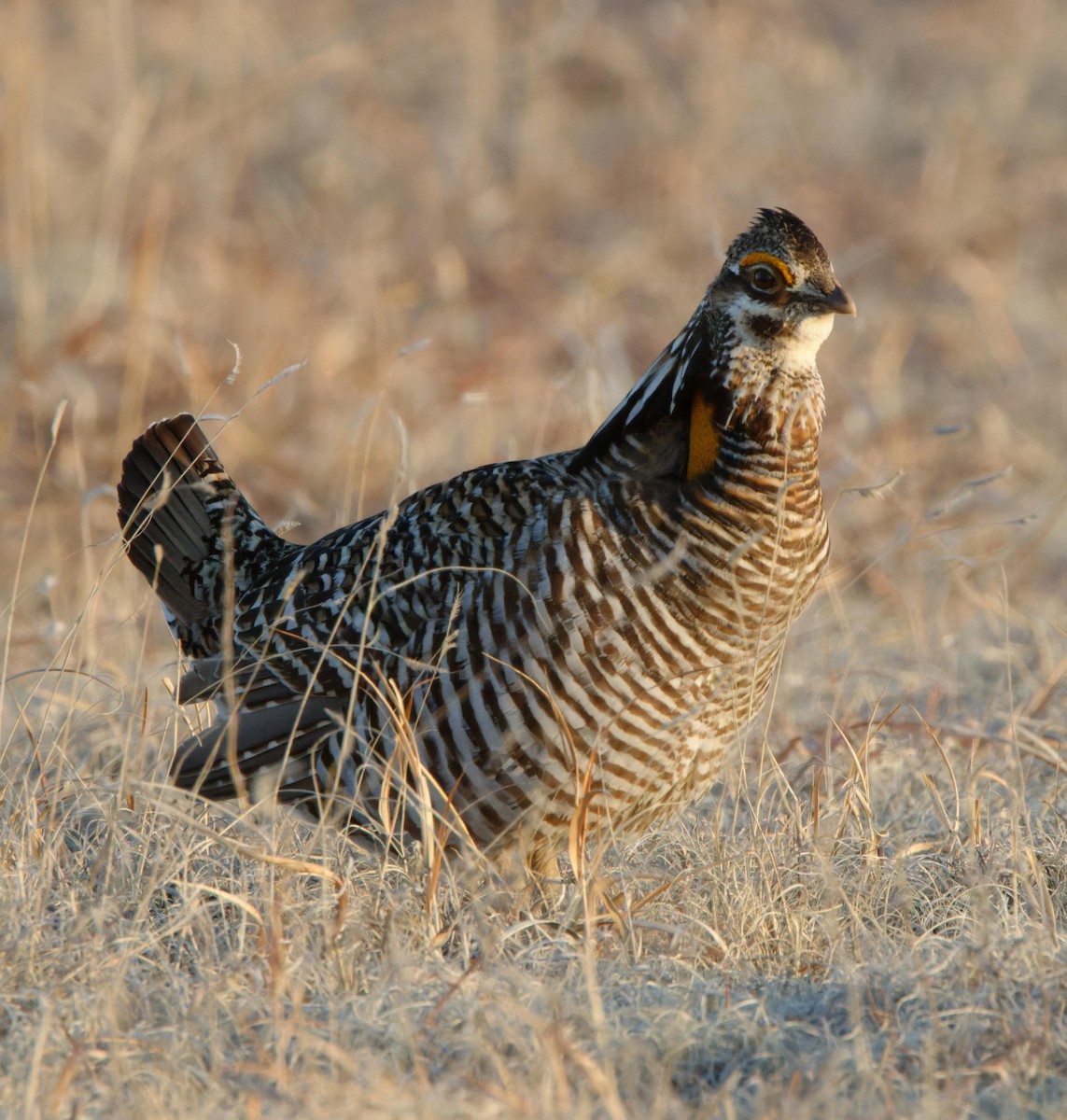 Greater Prairie-Chicken - ML614531545