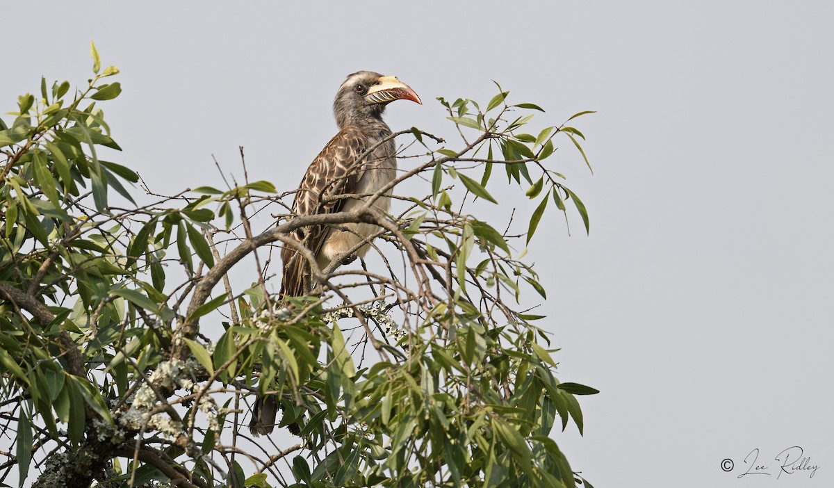 African Gray Hornbill - ML614531569