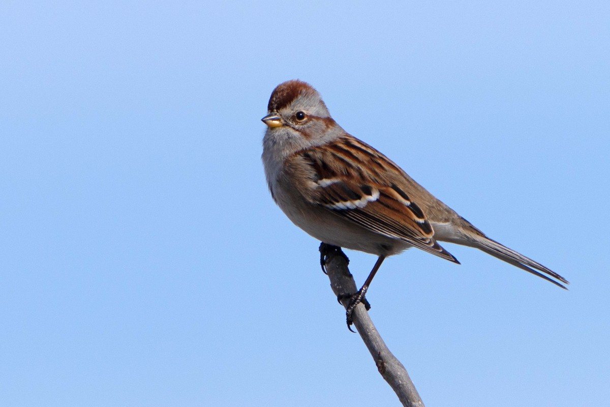 American Tree Sparrow - ML614531587