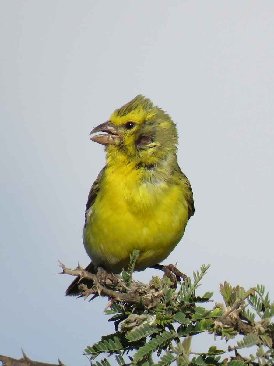 White-bellied Canary - Eric  Froelich