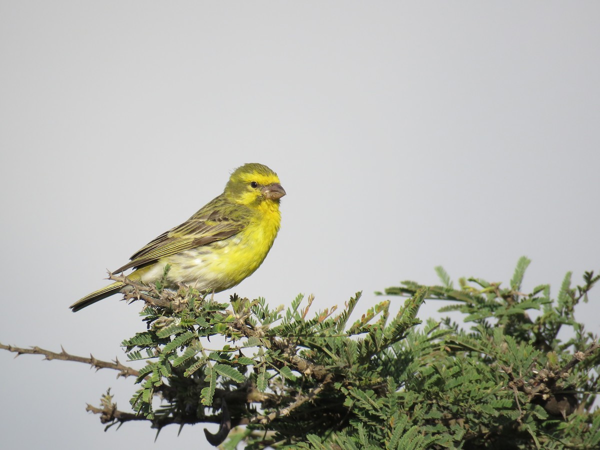 White-bellied Canary - Eric  Froelich