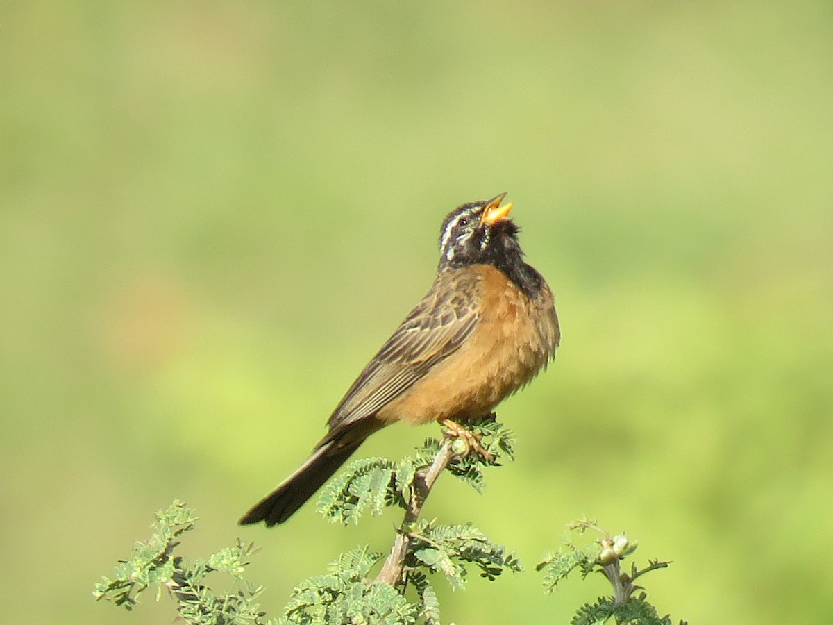 Cinnamon-breasted Bunting - Eric  Froelich