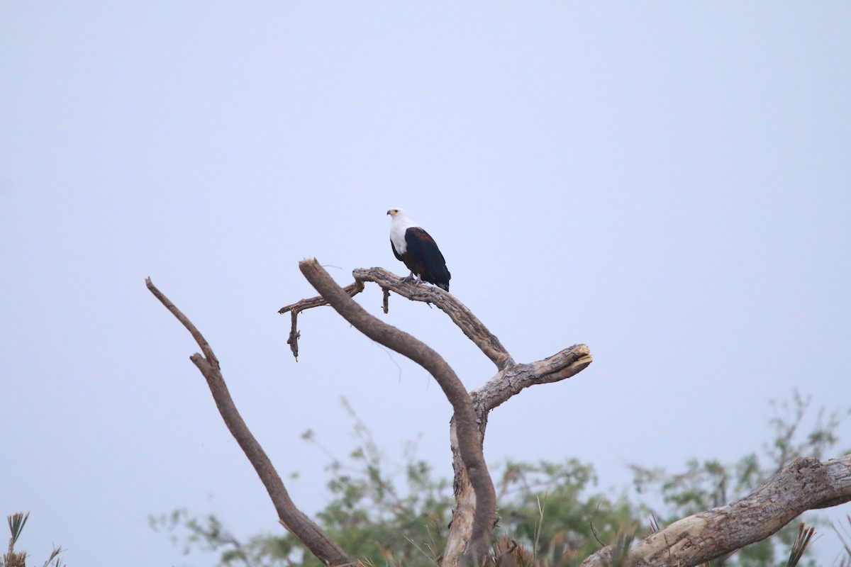 African Fish-Eagle - ML614531813