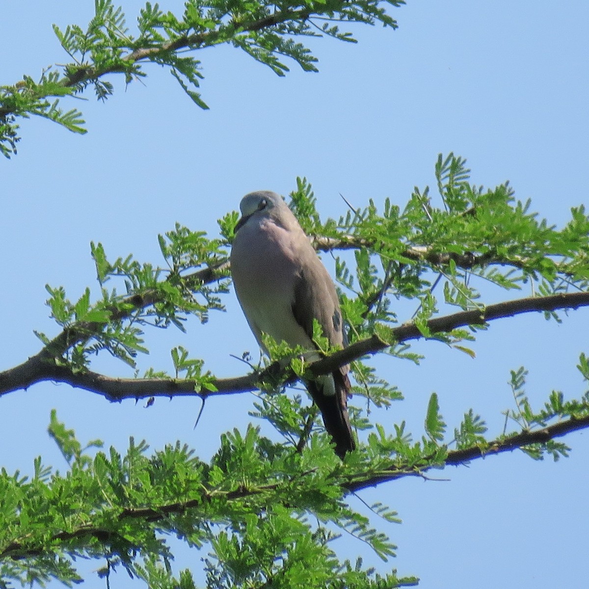 Emerald-spotted Wood-Dove - ML614531829