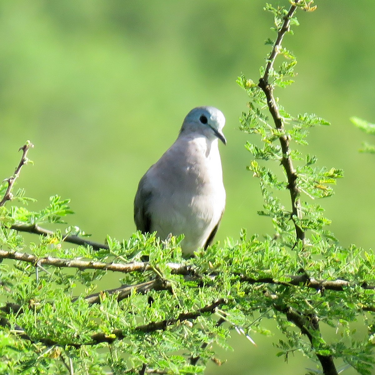 Emerald-spotted Wood-Dove - ML614531854