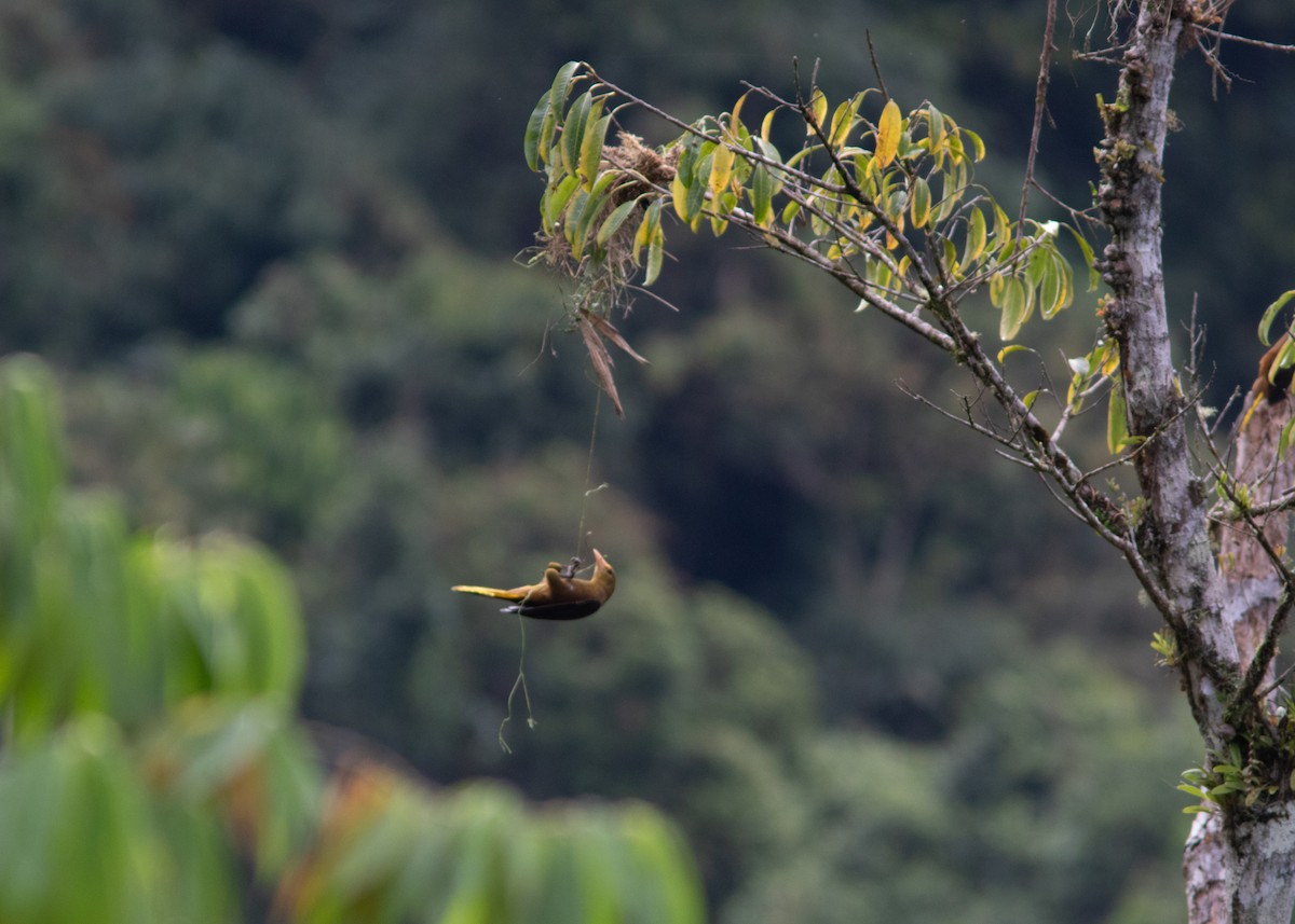 Russet-backed Oropendola (Russet-backed) - Silvia Faustino Linhares