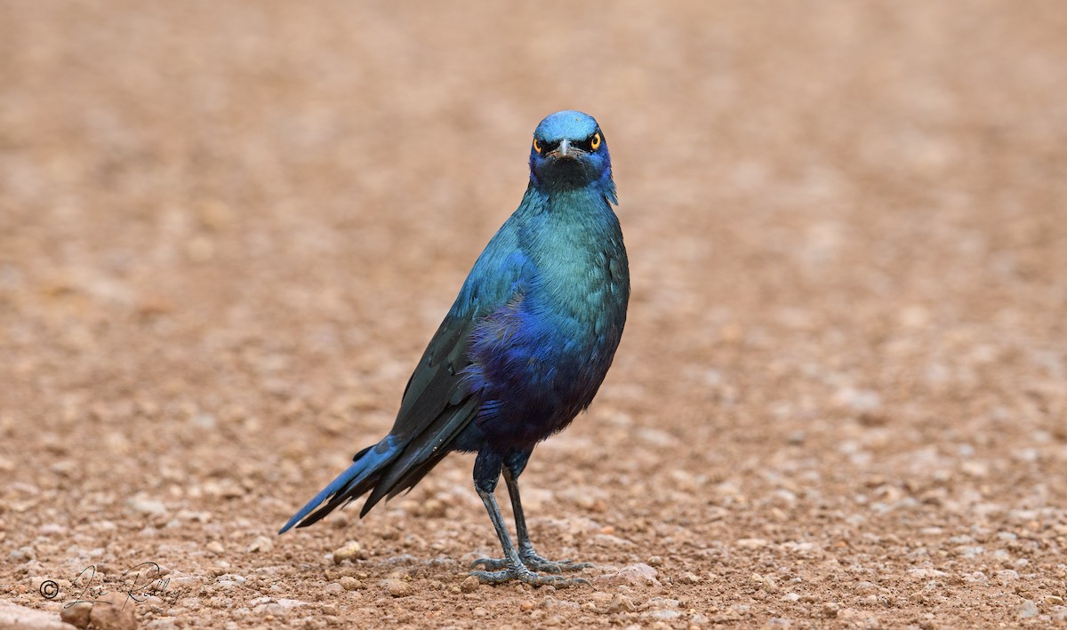 Greater Blue-eared Starling - ML614531883