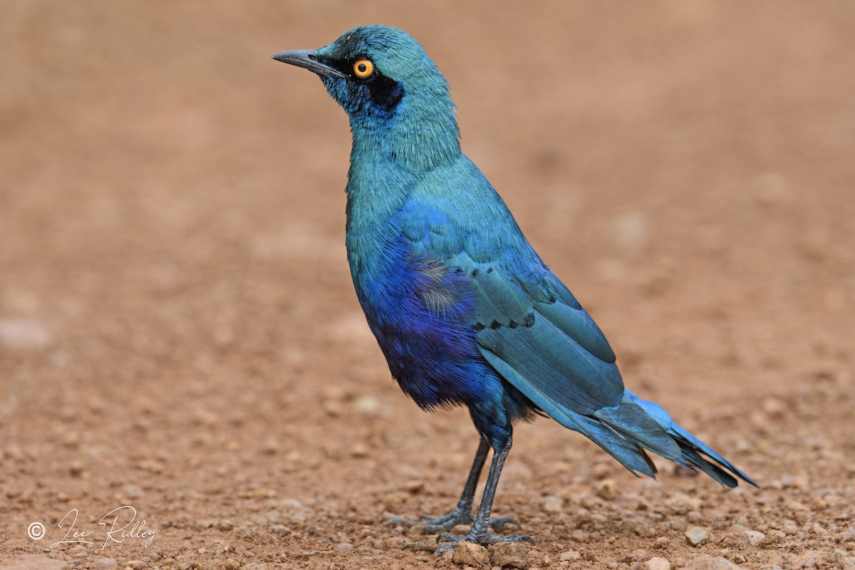 Greater Blue-eared Starling - ML614531884
