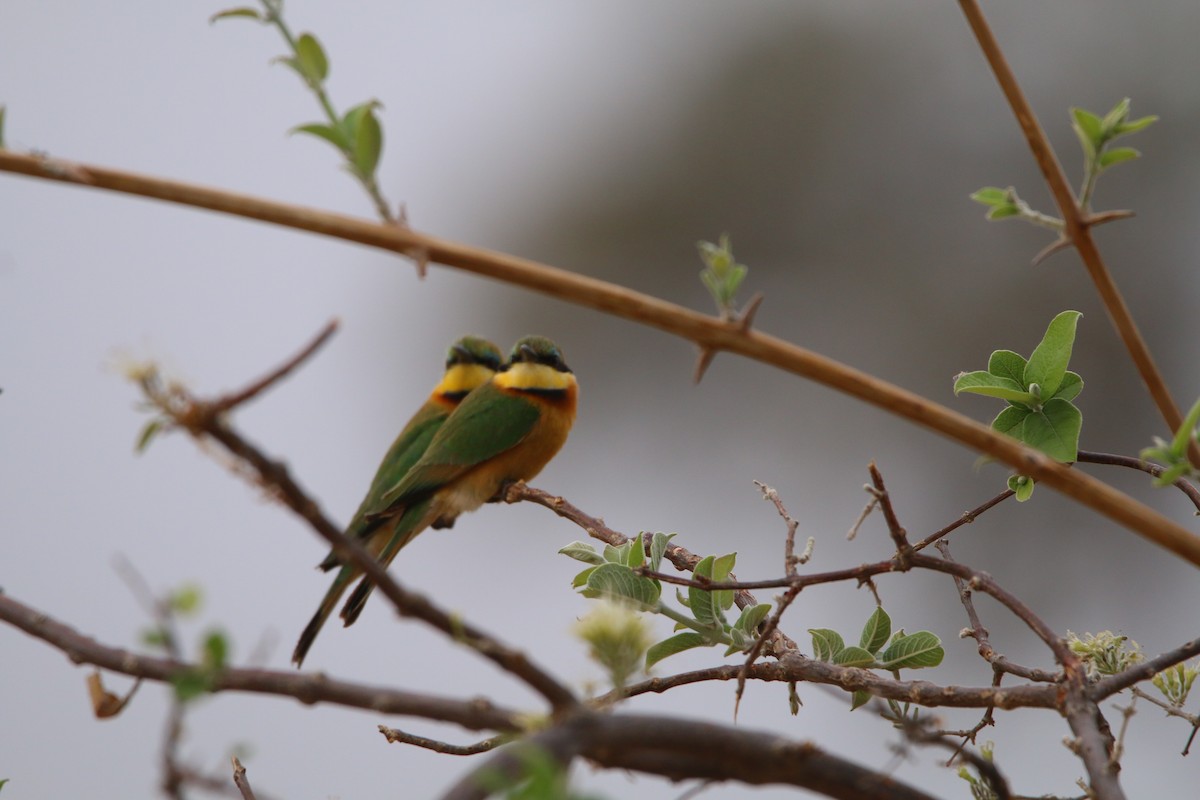 Little Bee-eater - ML614532281