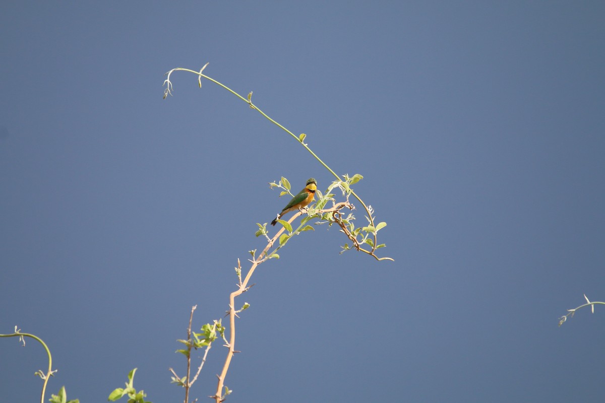 Little Bee-eater - ML614532286