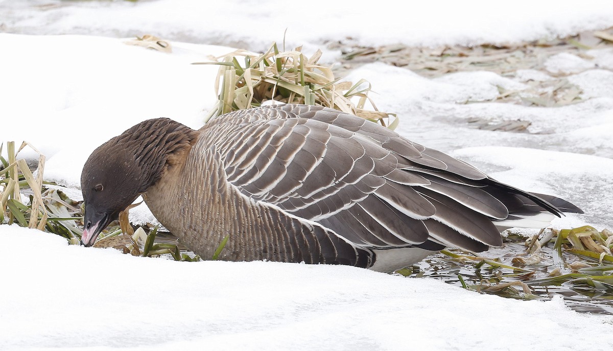 Pink-footed Goose - ML614532306