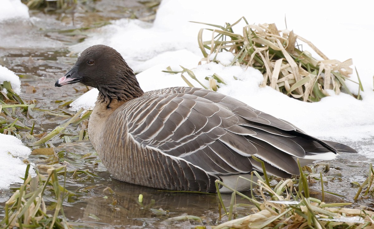 Pink-footed Goose - ML614532307