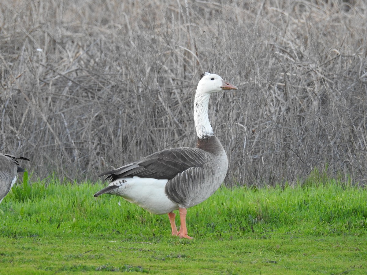 Graylag x Canada Goose (hybrid) - Anonymous