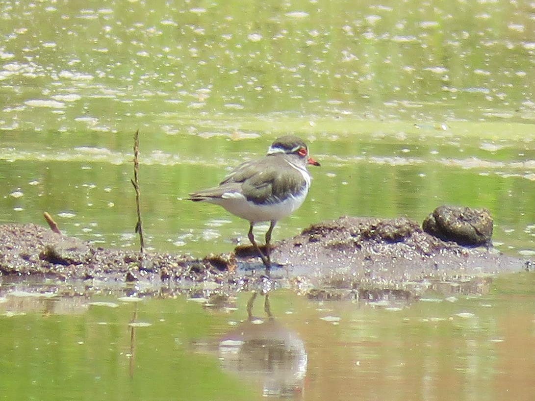 Three-banded Plover - Eric  Froelich