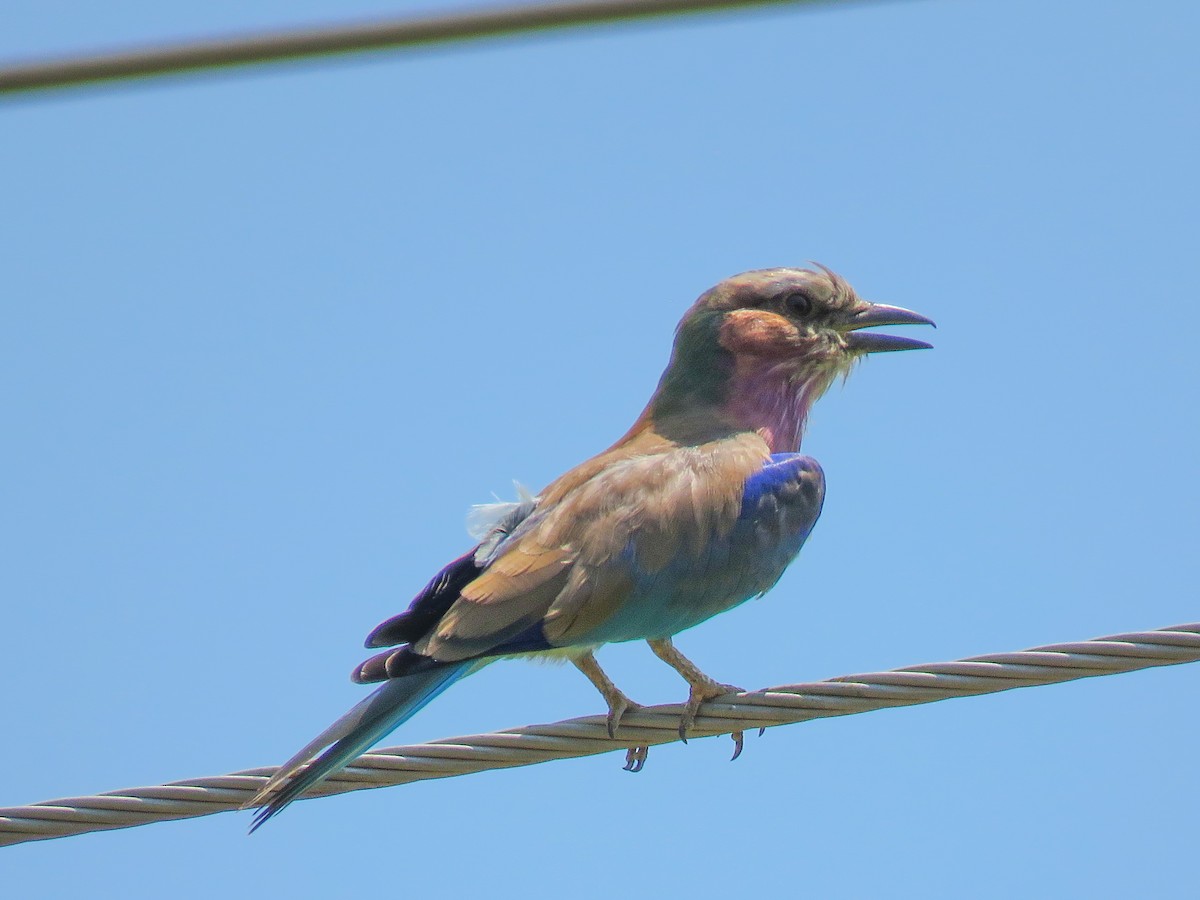Lilac-breasted Roller - Eric  Froelich