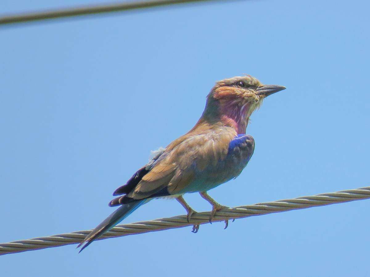 Lilac-breasted Roller - ML614532434