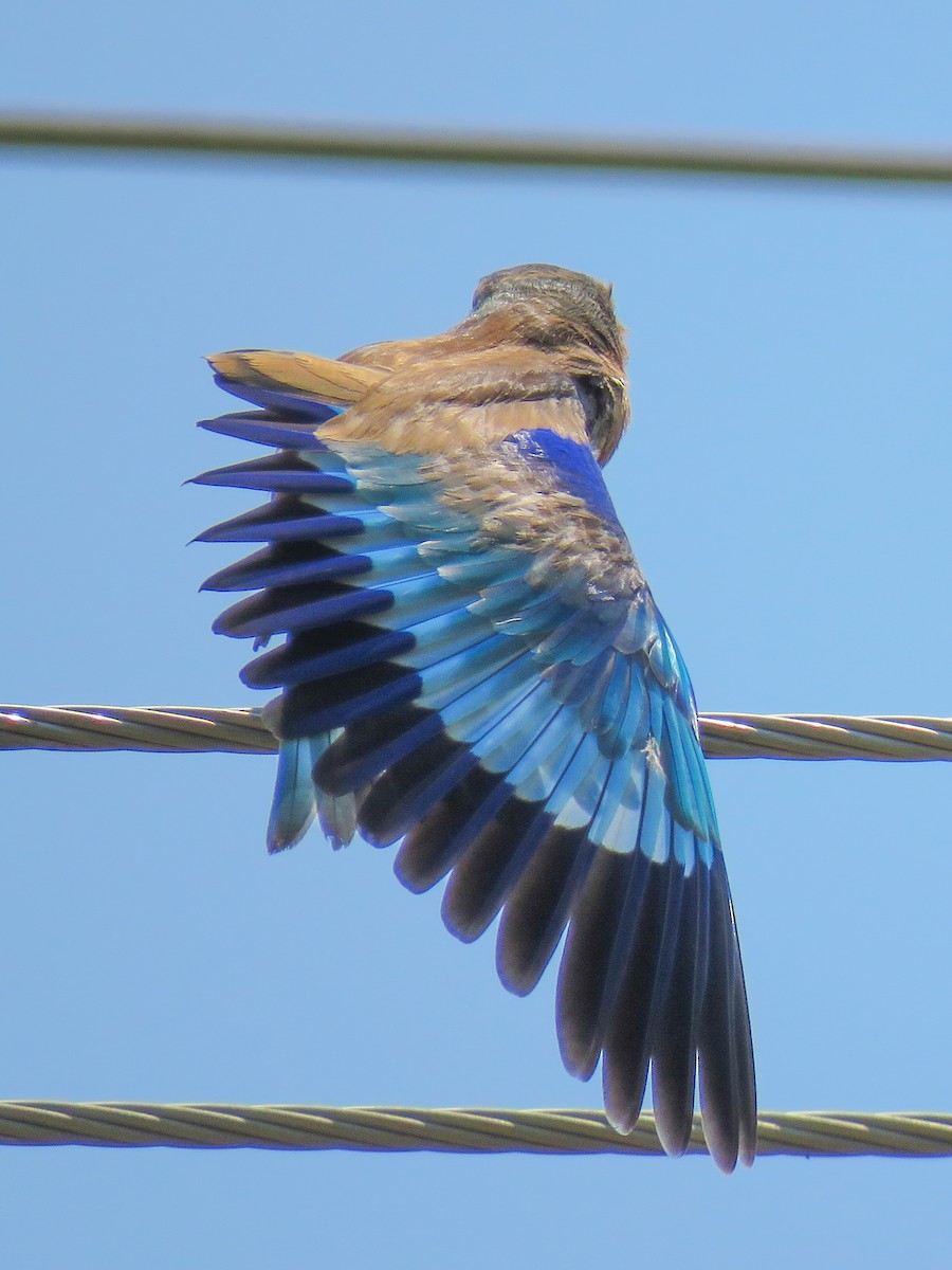 Lilac-breasted Roller - ML614532437