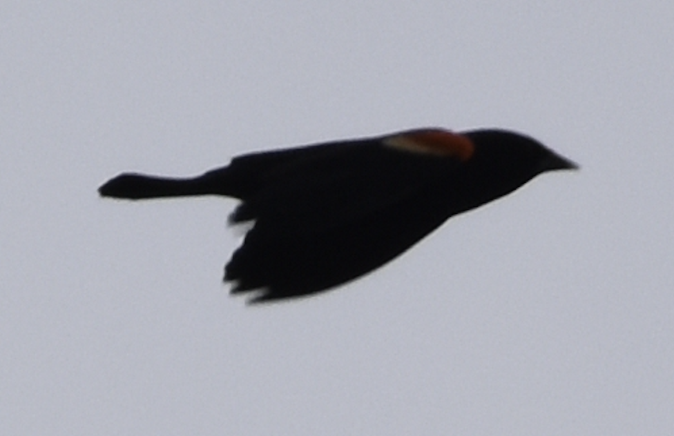 Red-winged Blackbird - ML614532510