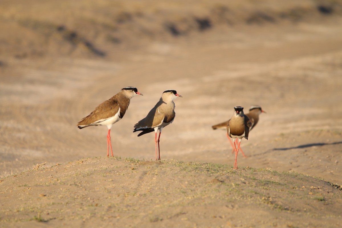 Crowned Lapwing - ML614532516