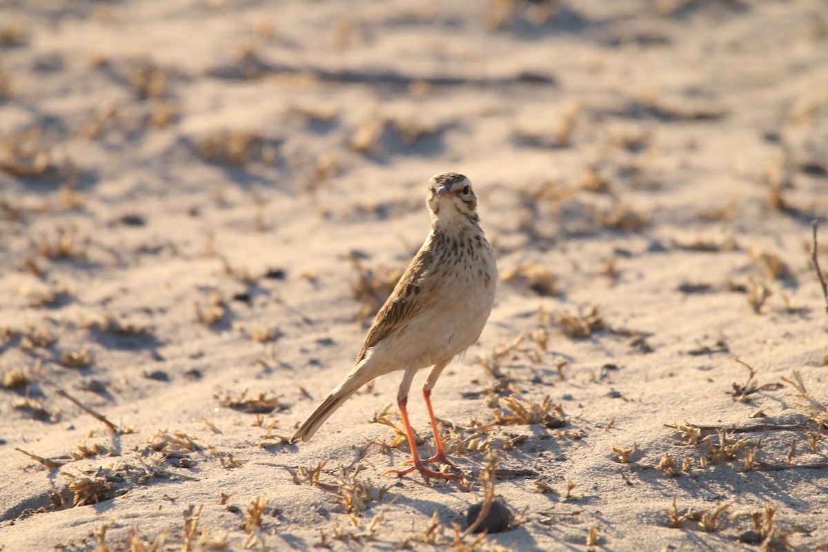 African Pipit - ML614532527