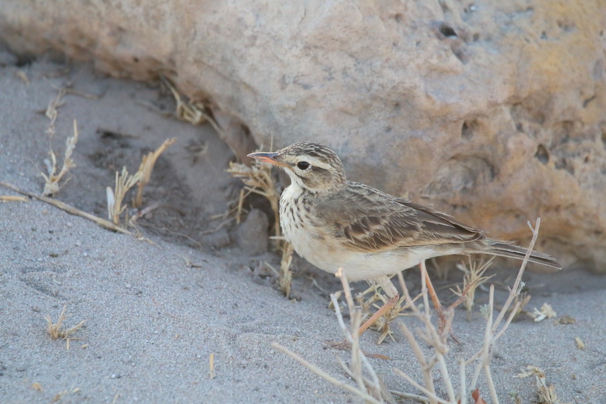 African Pipit - ML614532529