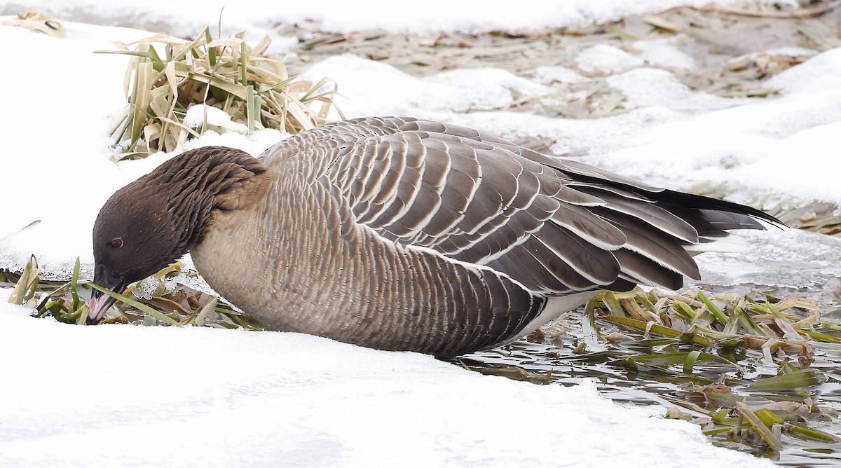 Pink-footed Goose - Charles Fitzpatrick